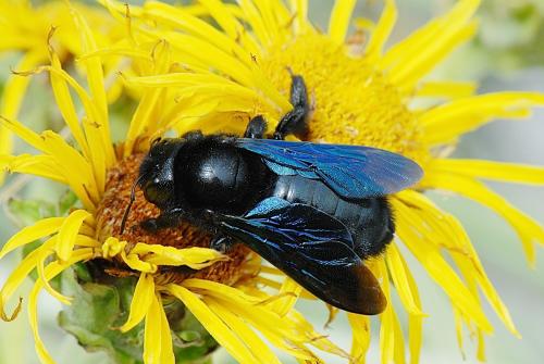 Réf. 346 332 : Xylocopa iris
